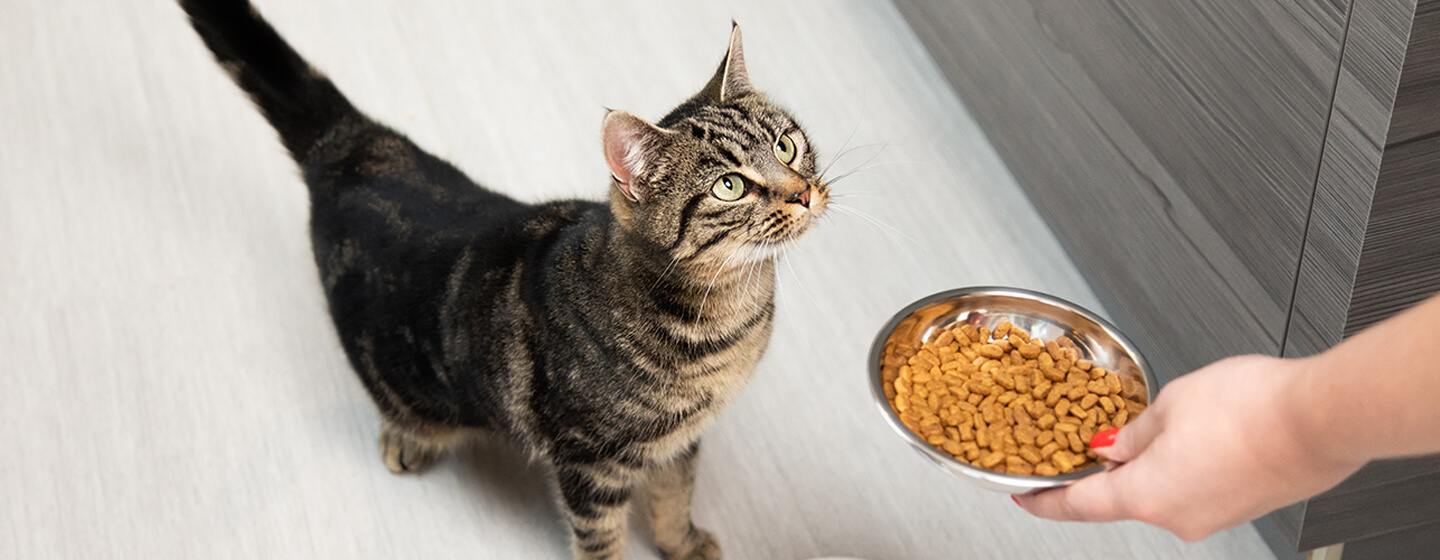 Cat Feeding Advice Top Tips Purina Malaysia